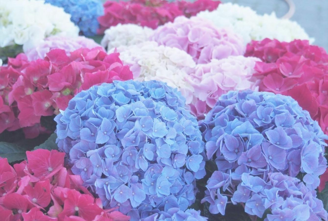 Ev bitkileri bakım danışmanlığı