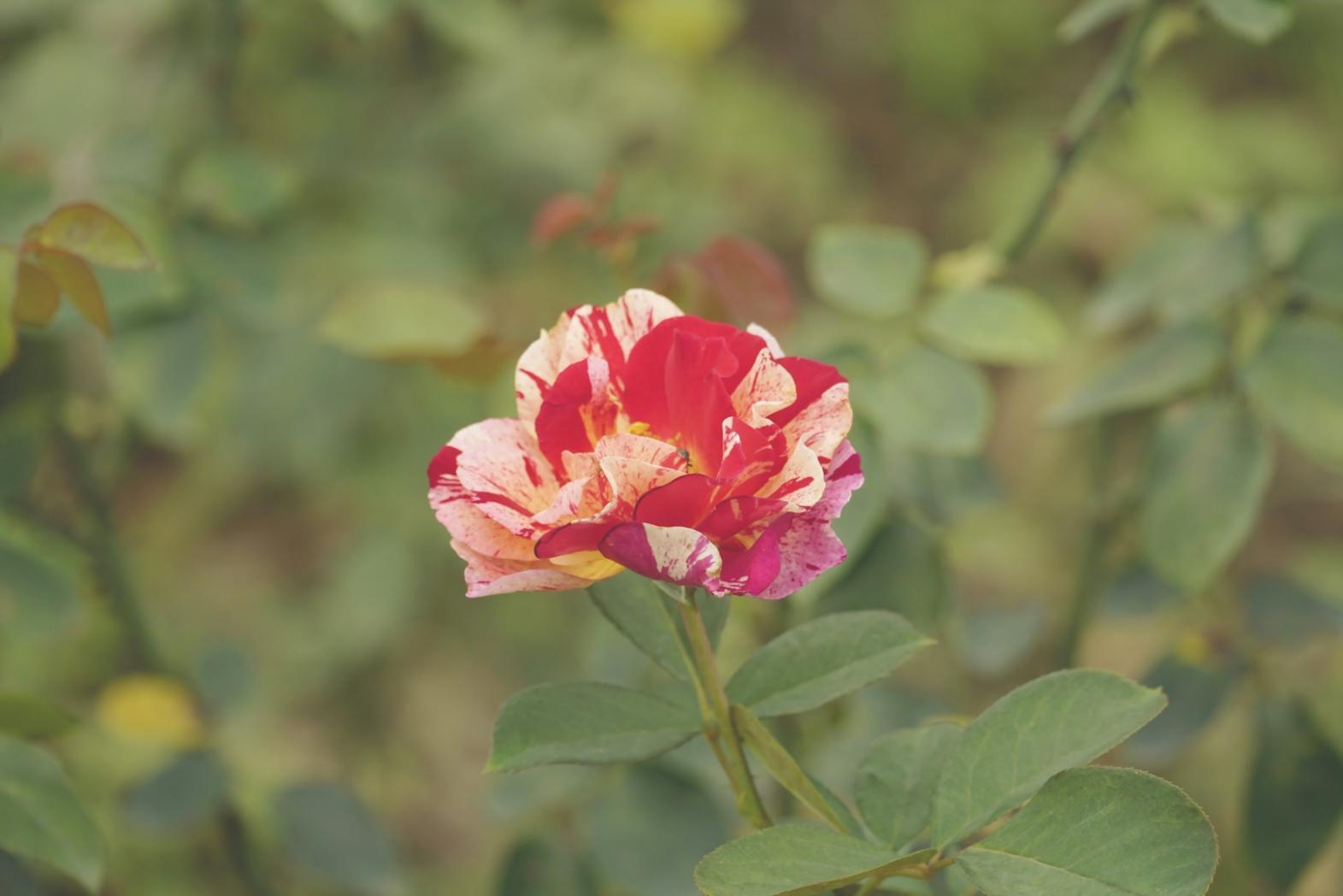 Profesyonel çiçek bakımı ve danışmanlık hizmeti görseli