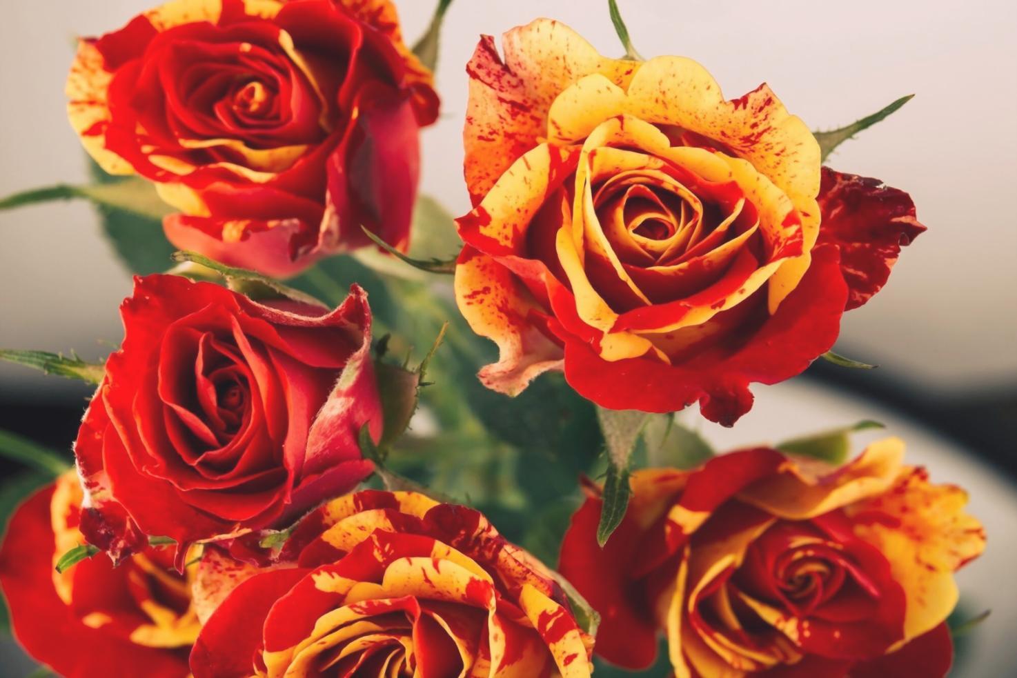 Çiçek bakım danışmanlık görüşmesi